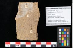 Foto (Objekt + Etikett) von Pinus palaeostrobus Ettingshausen (NHMW-GEO-2024-0188-0214)